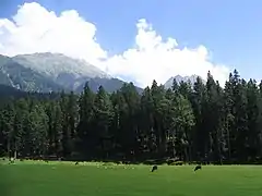 Prairie à Pahalgam.