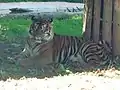 un tigre de sumatra