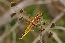 Libellula semifasciata