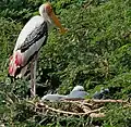 Parent, oisillons et nid dans un arbre Prosopis