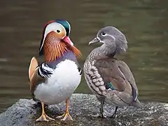 Canard mandarin - mâle, et femelle