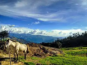 Image illustrative de l’article Cheval en Colombie