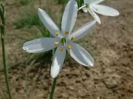 anthericum liliago