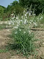 Phalangère à fleurs de Lis