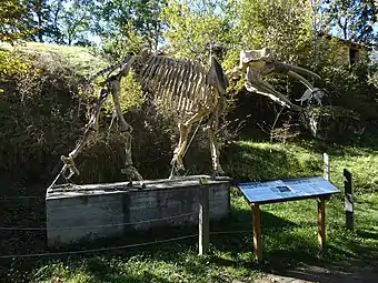 Squelette d'Archeobelodon (en) en plein air au site paléontologique de Sansan.