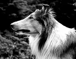 Image illustrative de l’article Lassie, chien fidèle