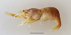 Description de l'image Palaemonella amboinensis (10.3897-zookeys.646.11397) Figure 1.jpg.