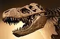 Tyrannosaurus rex (Theropoda, Tyrannosauridae)