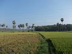 De par sa proximité avec le Tamil Nadu, le District de Palakkad est le grenier à riz du Kerala.