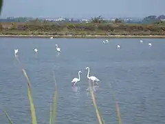 Flamands dans un étang palavasien.