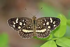 Description de l'image Pale-banded crescent (Anthanassa tulcis) male.jpg.