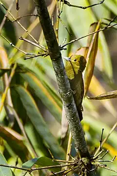 Description de l'image Pale-headed Woodpecker - Bhutan S4E1130 (15788036464).jpg.