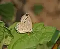 Forme (« saison humide ») à Jayanti dans la réserve naturelle Buxa Tiger Reserve du district de Jalpaiguri (West Bengal).