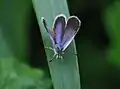 A Kolkata, West Bengal, Inde.