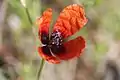 Pavot argémone (Papaver argemone)