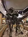 Un moulage monté du spécimen de Tyrannosaurus RTMP 81.6.1 (Black Beauty), au premier étage du musée.