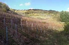 Culture de la vigne en terrasse (Molompize).