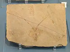 Fossile de Palinurina longipes