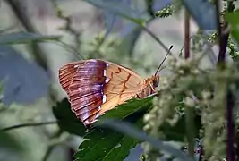 Argynnis laodice