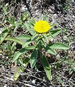 Pallenis spinosa, photo prise à Salses (France, Roussillon)