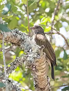 Description de l'image Pallid Honeyguide.jpg.