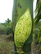 Inflorescence en bouton