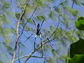 Nephila inaurata, bib ou palm spider, très commune.