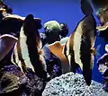 Palma Aquarium-Poisson chauve-souris