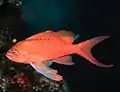 Palma Aquarium -Poisson anthias