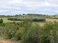 Un épais bosquet de vieux arbres à Palmar de tiburcio, Camino del Indio, Rocha, Uruguay.