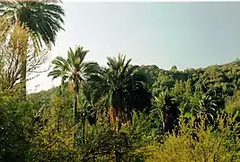 Palmier de Ocoa dans le  Parc national La Campana.