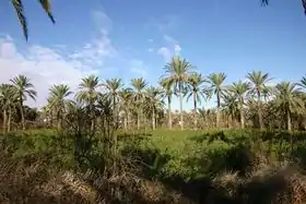 Oasis de Gabès