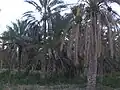 Palmeraie du Sud tunisien comportant des ftimis au centre.
