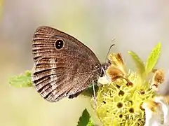 Ypthima ypthimoides