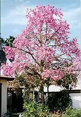 Palo borracho ou chorisia speciosa en fleur.