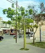 Jeune Ceiba speciosa