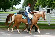 Photo d'un cavalier montant un Kentucky Mountain Saddle Horse grand de plus de 1,47 mètres (classe A).