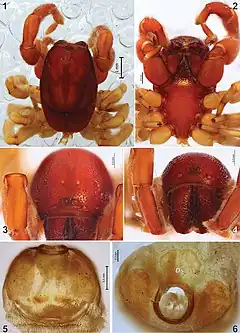 Description de l'image Palpimanus namaquensis (10.3897-afrinvertebr.60.34229) Figures 1–6.jpg.