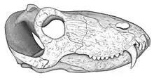 Dessin proposant une reconstitution du crâne holotypique de Pampaphoneus biccai par Juan Carlos Cisneros.