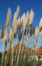 Cortaderia selloana