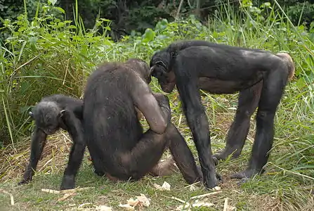 Pan paniscus (Bonobo).