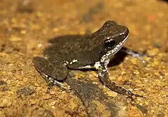 Description de l'image Panama Poison Dart Frog Colostethus panamensis.jpg.