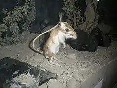 Description de l'image Panamint kangaroo rat.jpg.