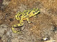 Description de l'image Panamonian Golden Frog 1.jpg.