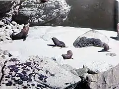 Otaries à fourrure de Nouvelle-Zélande  à Pancake Rocks.