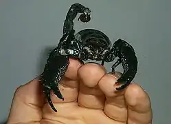 Pandinus imperator, un scorpion