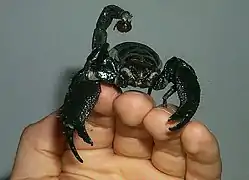 Pandinus imperator, le plus grand scorpion vivant de nos jours