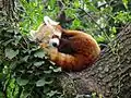 Ailurus fulgens