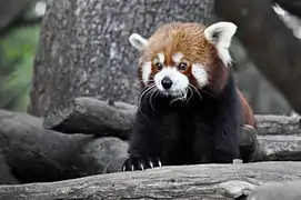 Un panda roux au zoo de Jerez
