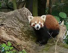 Panda roux (Ailurus fulgens).